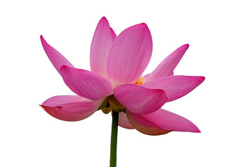 Lotus isolated on white background, Eastern Lotus, Asian Lotus, Lotus Oriental. China,  Lotus East. Blossomed lotuses. Flower India, the symbol. Lotus is listed in the red book. 