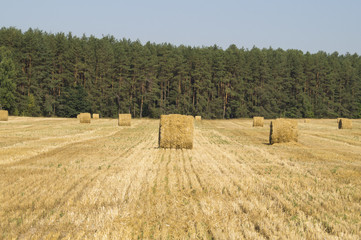 Тюки соломы круглой формы на поле после уборки пшеницы