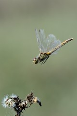 Sympetrum depressiusculum, femmina