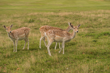Naklejka na ściany i meble A small group of Fallow deer / Deer Grazing in the Beautiful Kent countryside