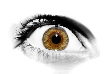 insightful look brown eye