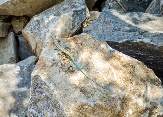 Typical green lizard on Rhodes island