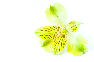 Alstroemeria flowers, soft tone