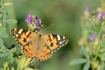 Vanessa cardui su erba medica