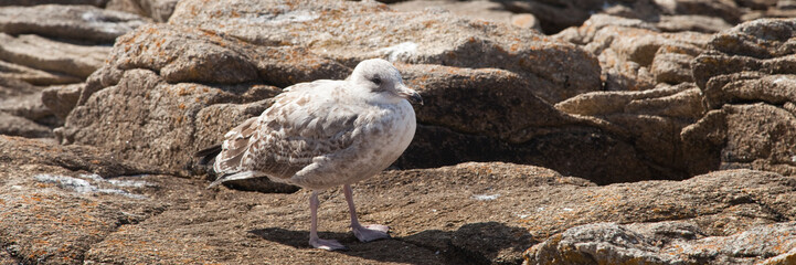 Mouette solitaire