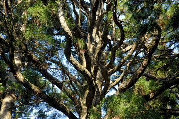 Obraz premium 森の樹木