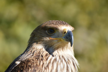 aigle