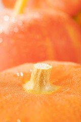 large orange pumpkins 