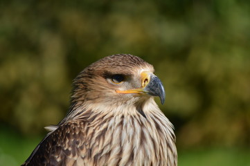 aigle