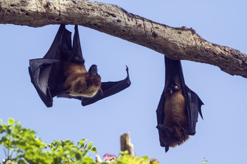 Indian Flying-fox in Tissamaharma, Sri Lanka
