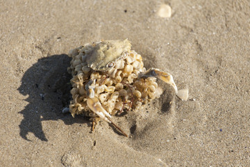 Mostro marino creato con un granchio morto ed un spugna marina