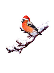 Christmas bullfinch in red Santa hat