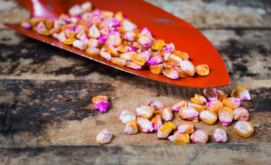 corn seeds