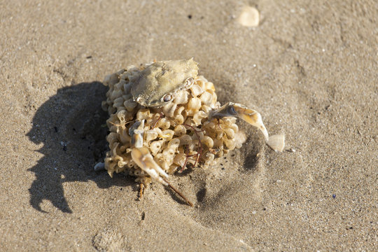 Mostro marino creato con un granchio morto ed un spugna marina