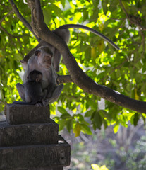 Monkey family at sacred monkey forest Ubud Bali Indonesia.