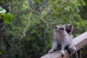Monkey family at sacred monkey forest Ubud Bali Indonesia.