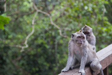 Monkey family at sacred monkey forest Ubud Bali Indonesia.