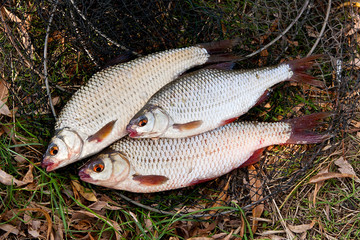 Several of roach fish on the withered grass.