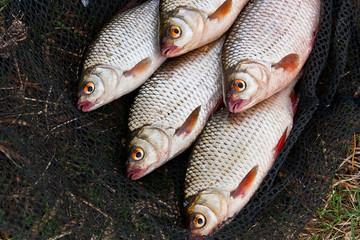 Several of roach fish on fishing net.