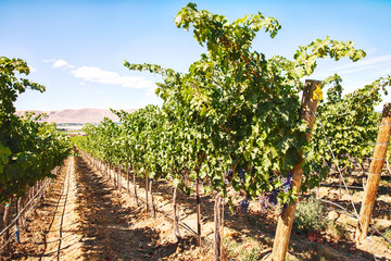 Row Of Grapevines On Red Mountain