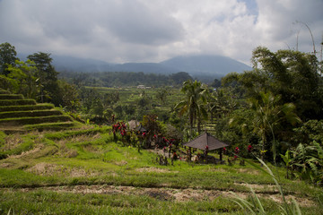 Rice paddies in Bali Indonesia