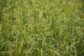 Rice paddies in Bali Indonesia