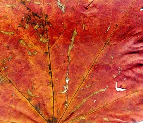 Detailed Fall Maple Leaf Texture