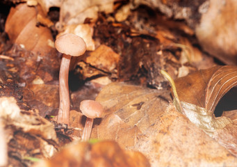 two mushrooms 1a