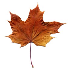 Detailed Fall Maple Leaf
