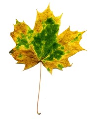 Detailed Fall Maple Leaf