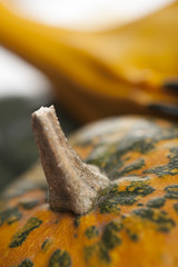 colorful pumpkins on a light background 