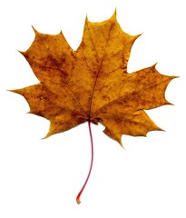 Detailed Fall Maple Leaf