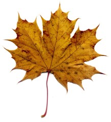 Detailed Fall Maple Leaf