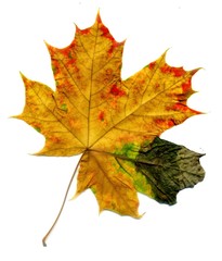 Fototapeta na wymiar Detailed Fall Maple Leaf