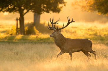 Red Deer in Morning Sun