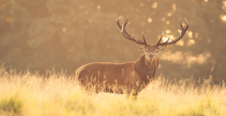 Fototapeta premium Red Deer in Morning Sun