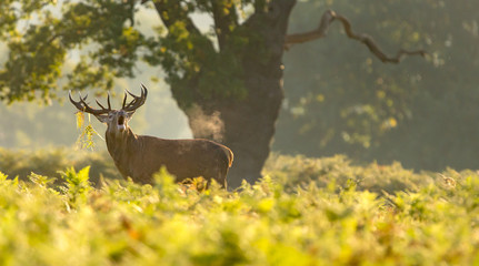 A red deer calling out in the autumn