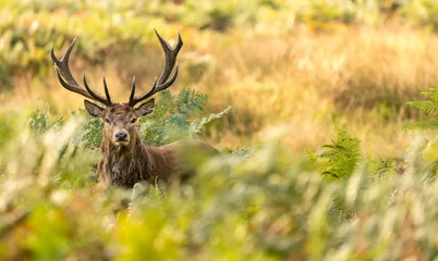 Fotobehang Red Deer in the bracken © bridgephotography