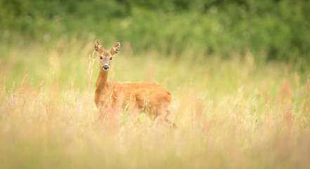 A little roe deer doe