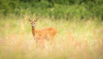 female roe deer in a meadow looking at the camera