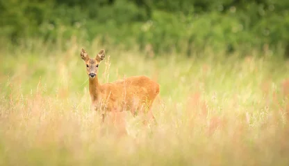 Printed roller blinds Roe female roe deer in a meadow looking at the camera