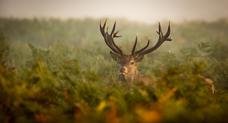 Red deer stag looking at the camera