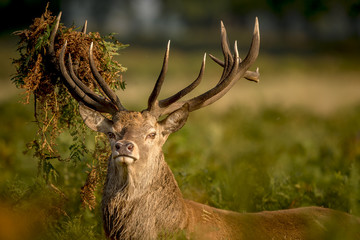Red deer stag looking at the camera