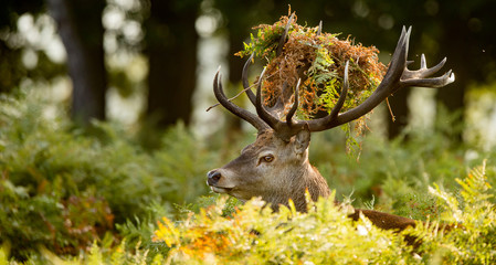 Red deer stag - obrazy, fototapety, plakaty