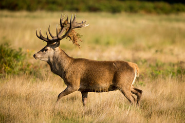 Red deer stag walking