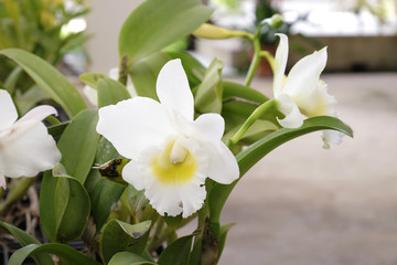 Obraz na płótnie Canvas Beautiful Cattleya orchid