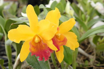 Beautiful Cattleya orchid