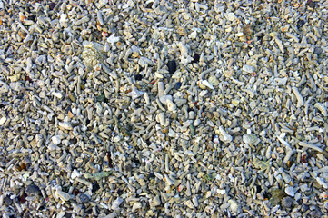 La Réunion - Plage de coraux
