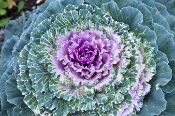 Obraz premium cauliflower closeup