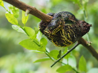 Roots of graft of lemon tree grow in a soil bundle